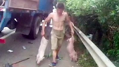 Centinaia di porcellini scappano da un camion su una superstrada cinese
