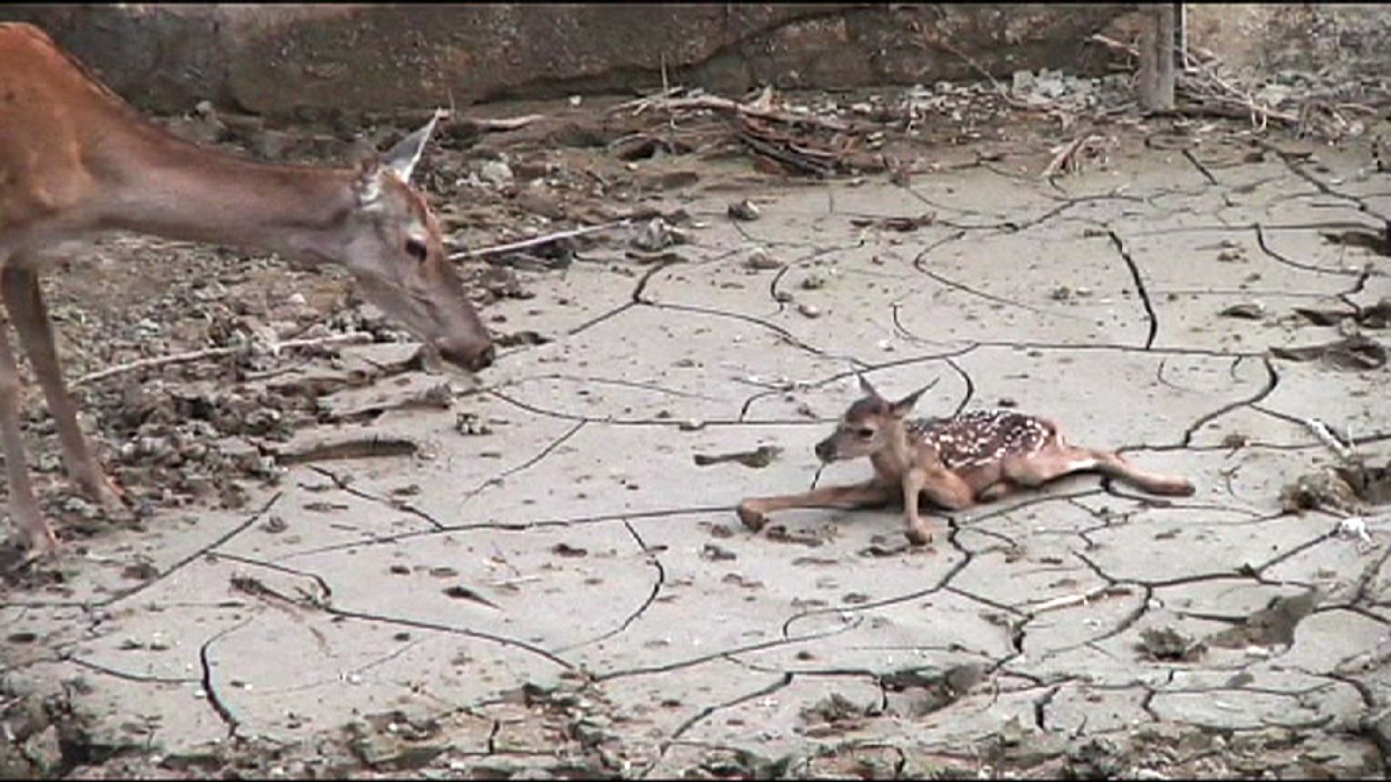 Georgia: Tbilisi Zoo is counting its survivors