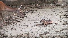 Georgia: Tbilisi Zoo is counting its survivors