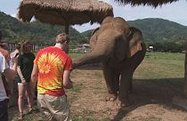 Vacaciones extraordinarias: cuidar elefantes, lanzar cohetes ... todo fuera de norma