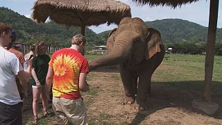 Vacaciones extraordinarias: cuidar elefantes, lanzar cohetes ... todo fuera de norma
