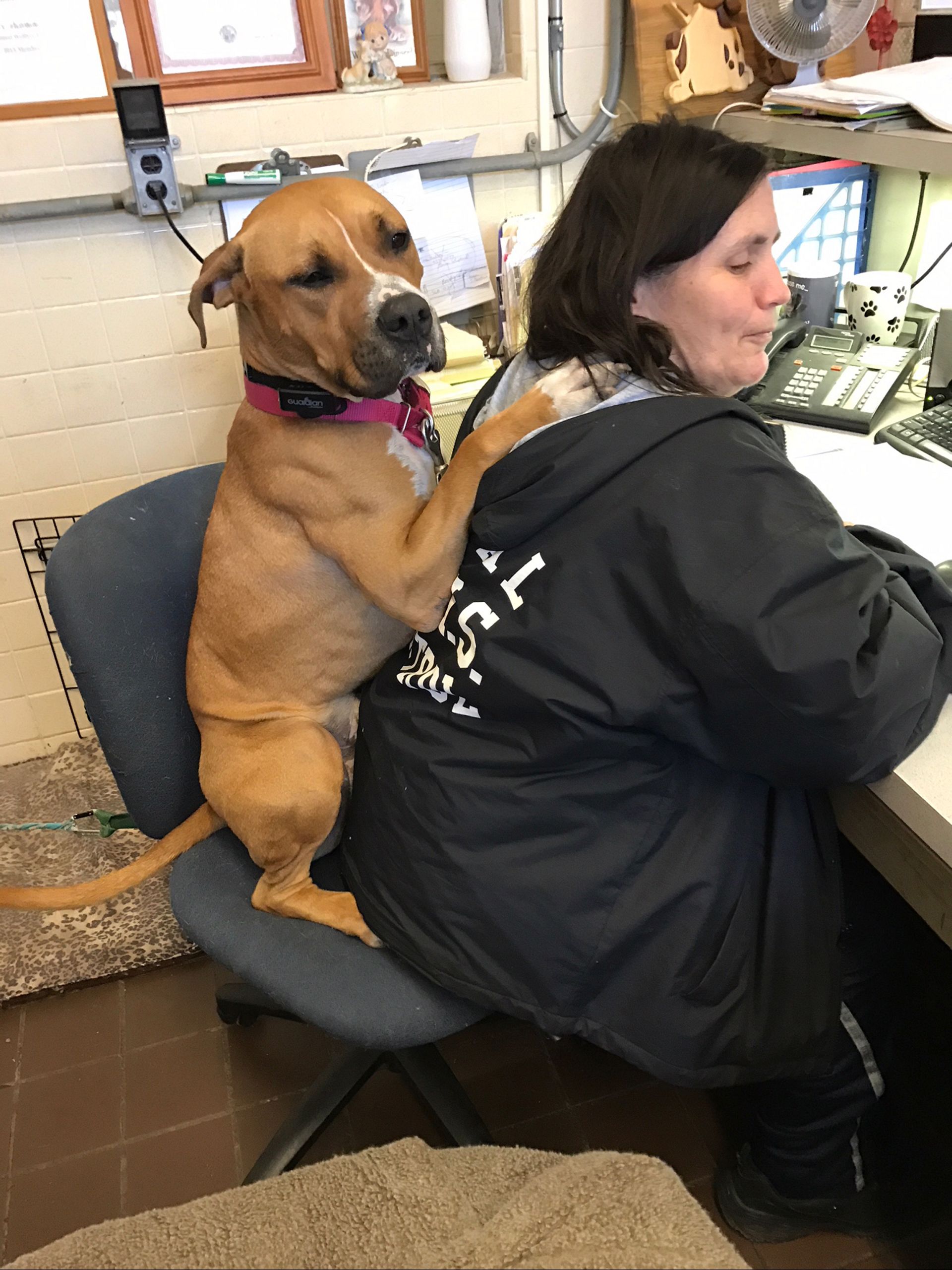 Shelter provides dogs with big, comfy chairs to make them feel at home