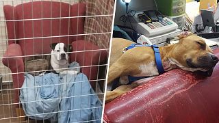 Shelter dogs get comfy chairs