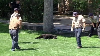 Chute de plusieurs mètres pour un ours