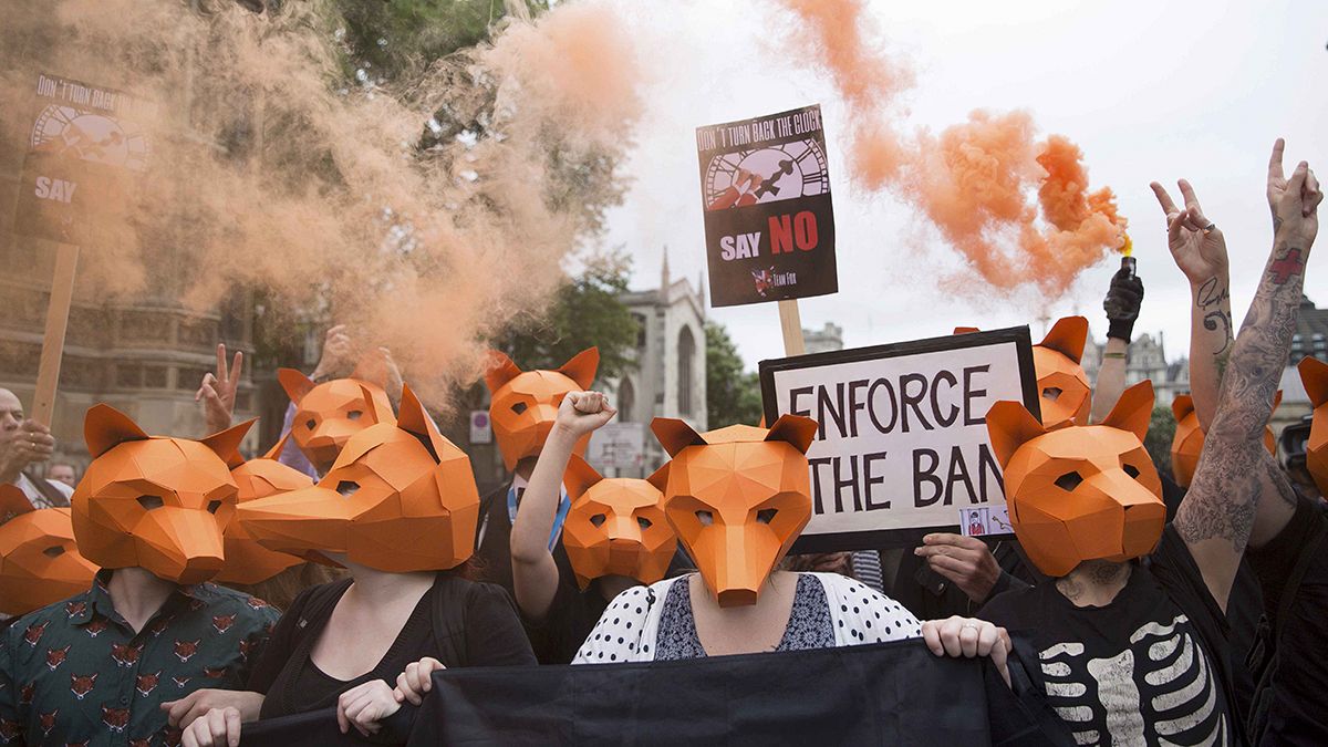 ممنوعیت شکار روباه، چالش جدید دولت محافظه کار بریتانیا