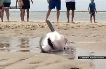 Sahile vuran köpekbalığı kurtarıldı