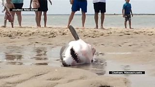 Sahile vuran köpekbalığı kurtarıldı