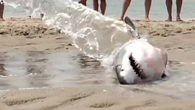 Beachgoers save stranded great white shark