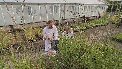 Supergrass: fighting climate change with riverbank plants