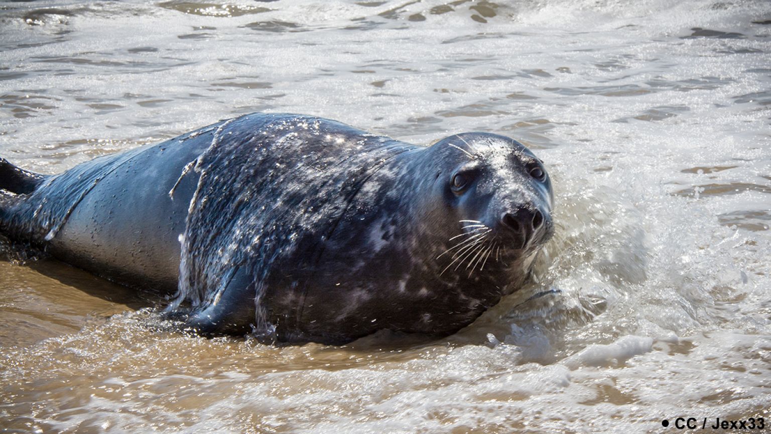 France : le phoque « You », animal non grata en Gironde