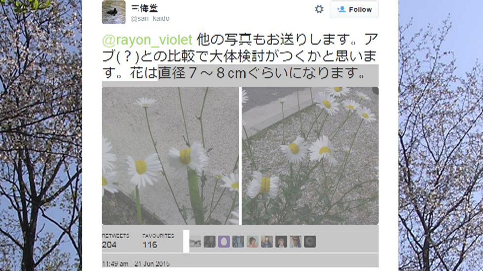 Japonya'da mutant papatyalar açtı
