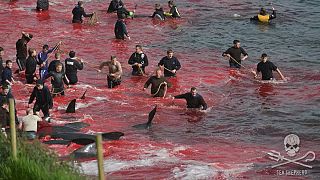 Activistas de Sea Shepherd detenidos en una caza de ballenas en las Islas Feroe