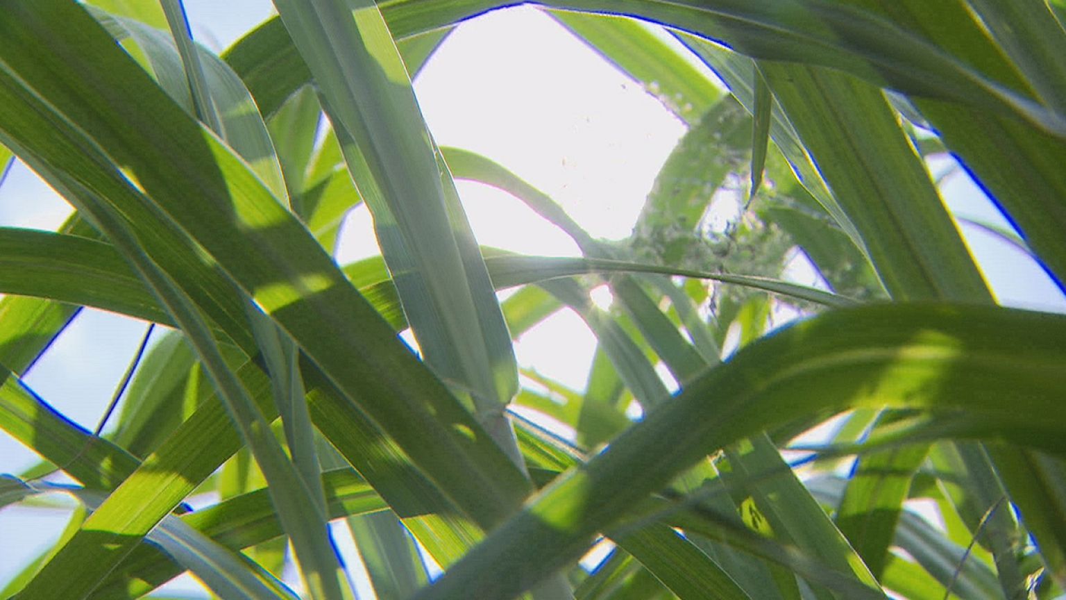 Do you know: can grass save the planet?
