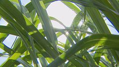 Do you know: can grass save the planet?