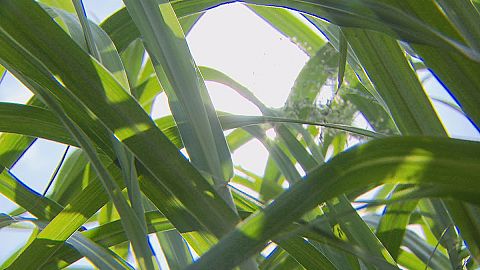 Do you know: can grass save the planet?