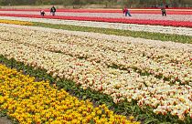 Голландские тюльпаны попали под запрет
