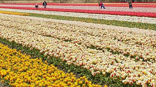 Голландские тюльпаны попали под запрет