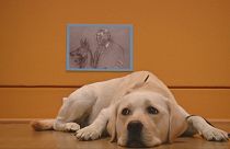 Dog Days at the Museum - Pooches become culture vultures