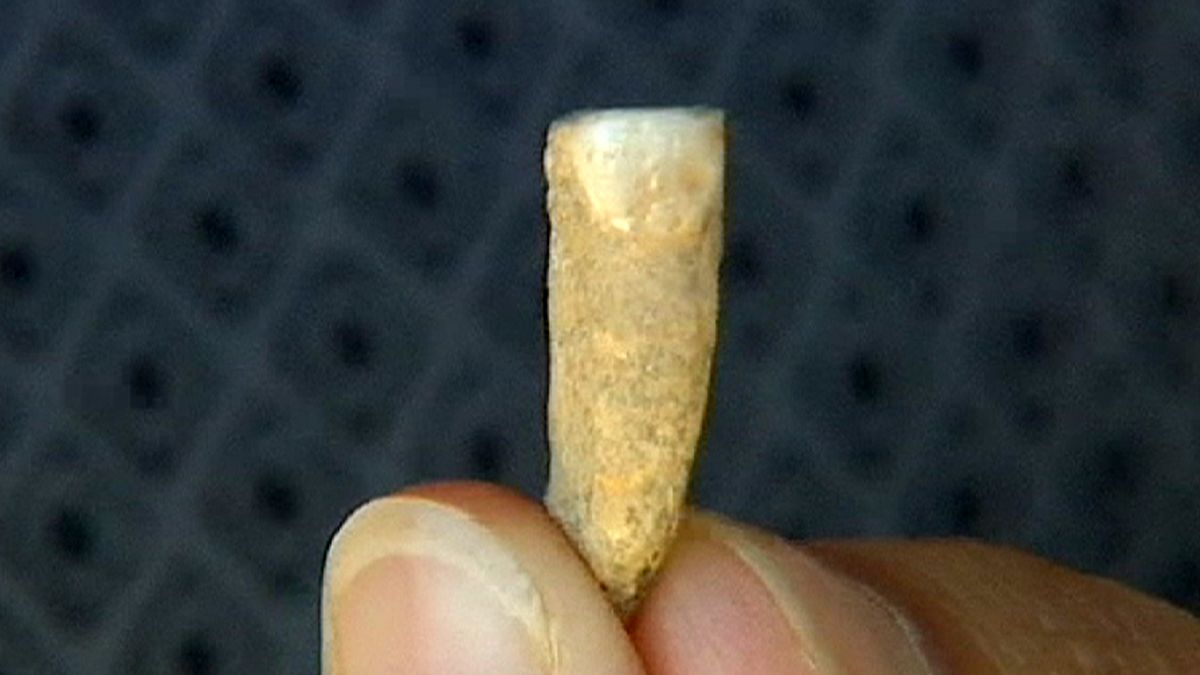 Δόντι ηλικίας 560.000 ετών βρέθηκε στη Γαλλία