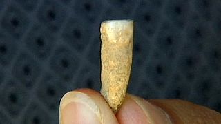 Encuentran un diente humano de 560.000 años