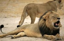 Hunting operator charged over killing of Cecil the lion