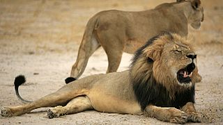 Hunting operator charged over killing of Cecil the lion