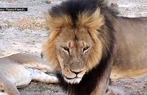 Ζιμπάμπουε: Αμερικανός οδοντίατρος σκότωσε τη λιονταρίνα Σεσίλ