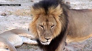 Дантист из США убил самого знаменитого льва в Зимбабве
