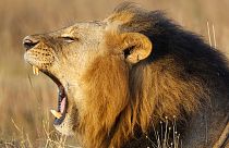 Berühmter Löwe: Anklage nach Tötung von Raubkatze in Simbabwe