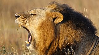 Zimbabwe : scandale après la mort du lion ''Cecil'' tué par un chasseur américain