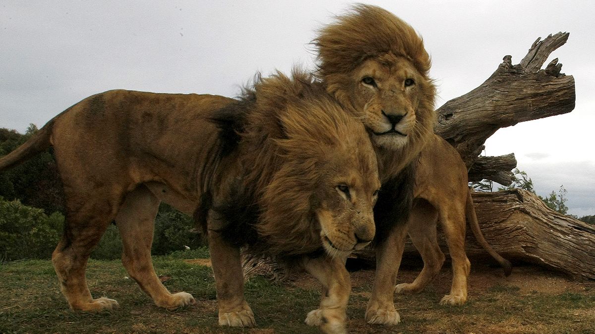 Cecil the Lion: shining a spotlight on trophy hunting