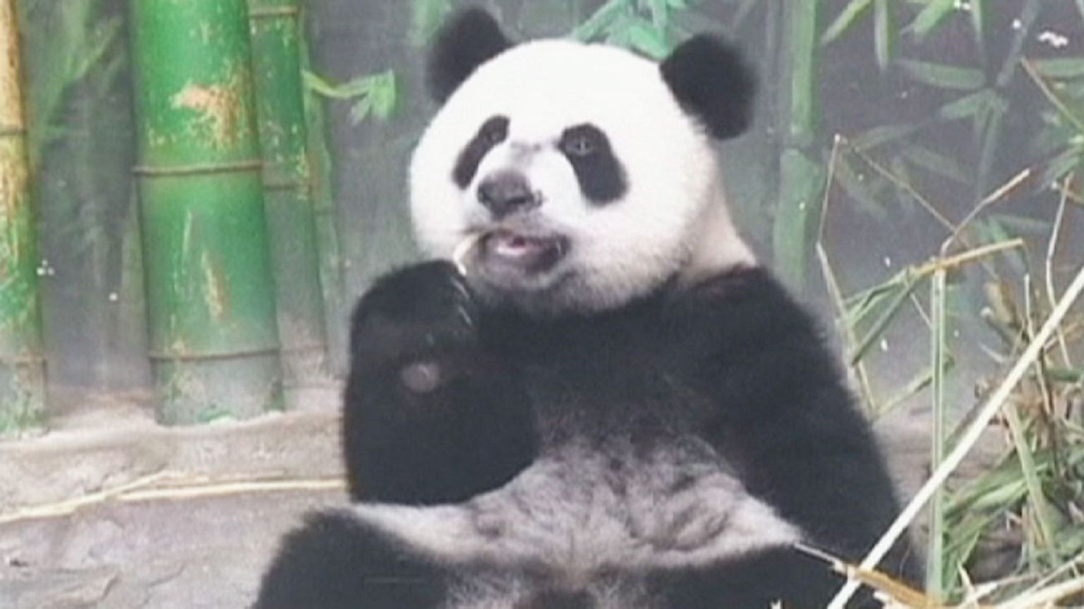 Feliz aniversário, panda!