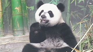 Premier anniversaire des pandas triplés