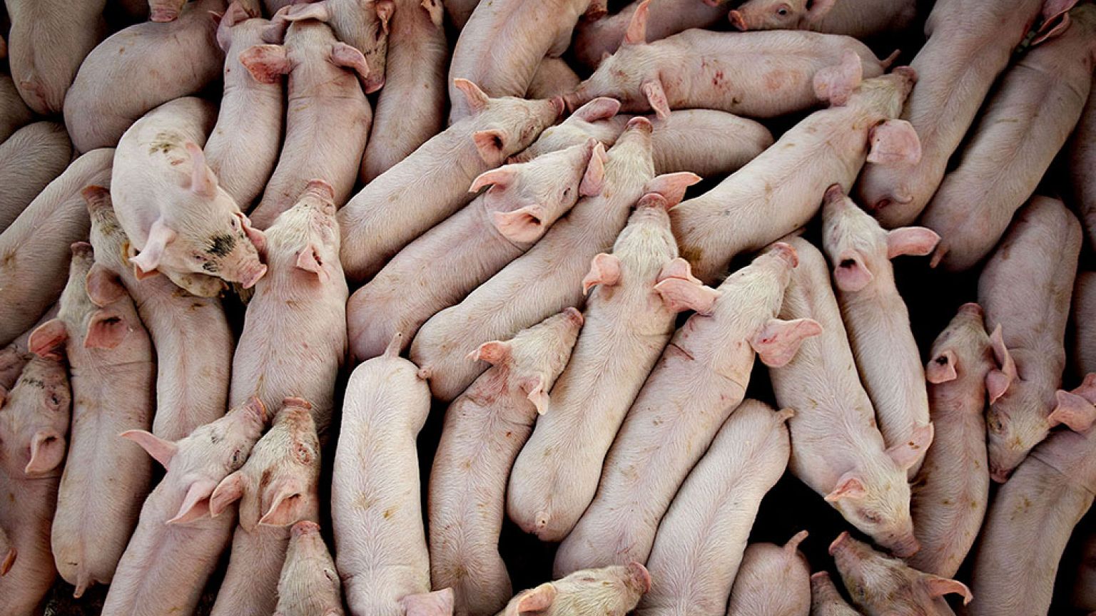 Image: Pork farm