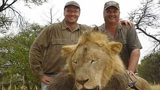Erlegter Löwe Cecil: Simbabwe will Auslieferung des US-Jägers beantragen