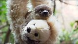 Лондон: плюшевая мама для маленького ленивца