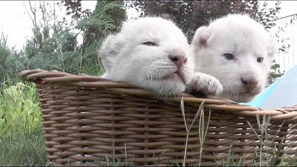 Première sortie pour 4 lionceaux blancs en Crimée Première sortie pour 4 lionceaux blancs en Crimée