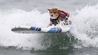 Competición canina sobre las olas