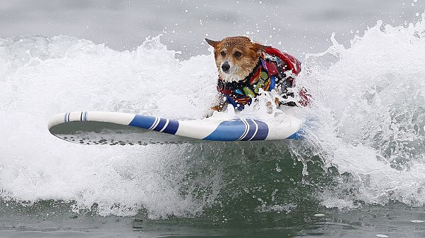 Surfing Dogs Battle It Out In California Contest