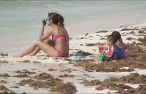 Turistleri memnun etmek için plajdaki yosunları temizlediler
