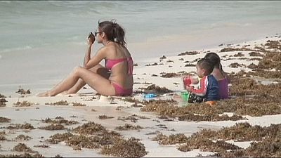 جمع آوری انبوهی از جلبک های دریایی در سواحل مکزیک