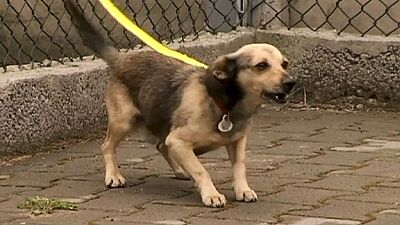 Hayvanlara eziyet edenlere köpek bakımı cezası