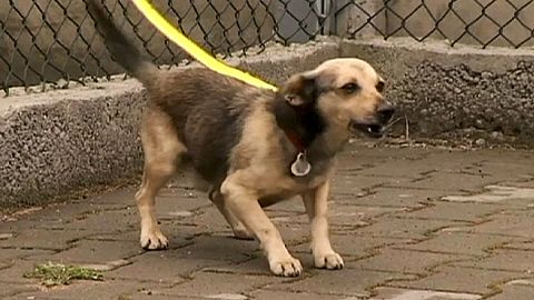 Perros al cuidado de maltratadores de animales. ¿Una mala idea?