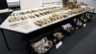La douane suisse saisit 262 kilos d'ivoire de contrebande