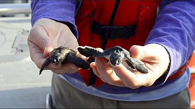 Tartarugas-bebé libertadas na costa da Flórida