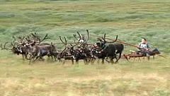 Rentierrennen in Russland