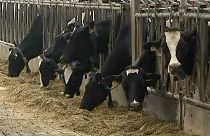 Tuberculose bovine en Belgique: plus de 150 fermes en quarantaine