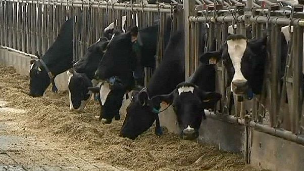 Tuberculose bovina põe quinta belga em quarentena e 150 em alerta Tuberculose bovina põe quinta belga em quarentena e 150 em alerta