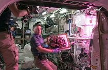 Salat auf der ISS geerntet: "Lecker"