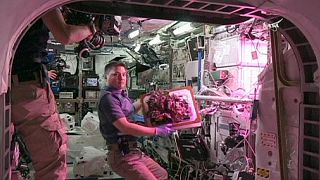 Salat auf der ISS geerntet: "Lecker"